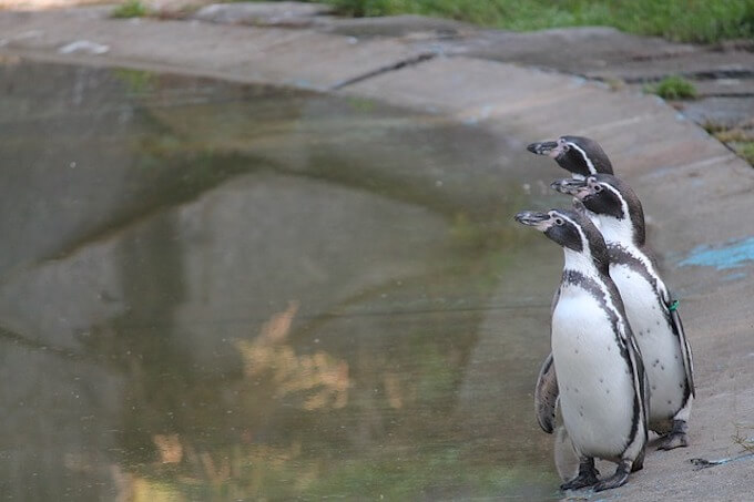 ペンギン3羽